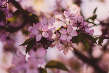 Cócteles de primavera